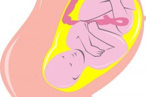 Placenta: cum se dezvolta si care este rolul ei?