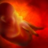 Cum se deruleaza procesul de hranire in uterul mamei