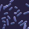 Virus versus bacterii: Este necesar un antibiotic?