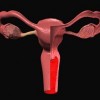 Schimbarile fizice care au loc in timpul ovulatiei